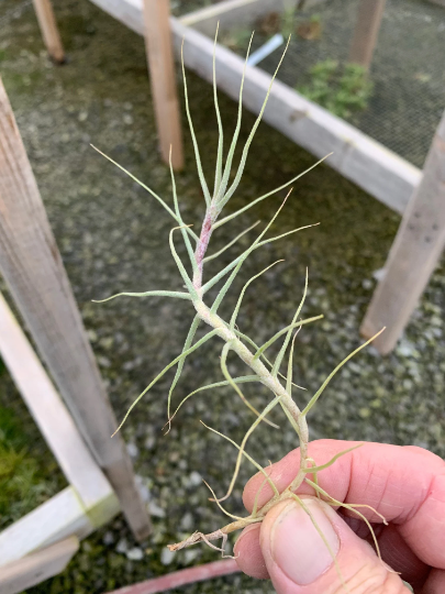 Tillandsia Caerulea