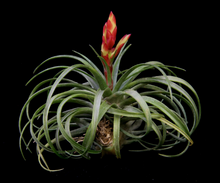Load image into Gallery viewer, Tillandsia Canescens