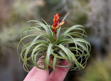 Load image into Gallery viewer, Tillandsia Canescens