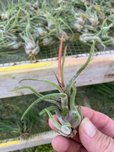 Load image into Gallery viewer, Tillandsia Caput-Medusae- Small Plants