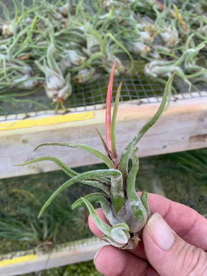 Tillandsia Caput-Medusae- Small Plants