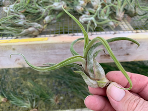 Tillandsia Caput-Medusae- Small Plants