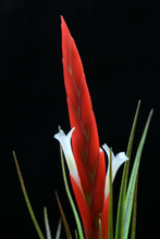 Load image into Gallery viewer, Tillandsia Caulescens- Large Plants