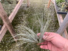 Load image into Gallery viewer, Tillandsia Chaetophylla Clump