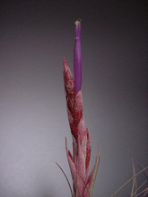 Load image into Gallery viewer, Tillandsia Chaetophylla-Single Plants