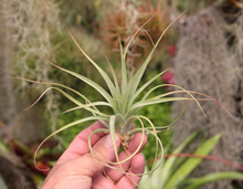 Load image into Gallery viewer, Tillandsia Concolor x Acostae-Medium Plants