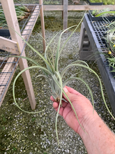 Load image into Gallery viewer, Tillandsia Concolor x Paucifolia -Large Plants
