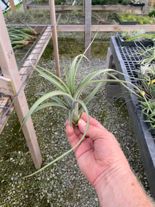 Tillandsia Concolor x Paucifolia -Large Plants