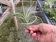 Load image into Gallery viewer, Tillandsia Concolor x Paucifolia -Medium Plants