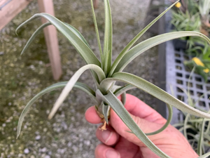 Tillandsia Concolor x Paucifolia -Medium Plants