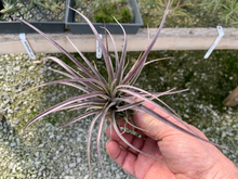 Load image into Gallery viewer, Tillandsia Extensa- Medium Plants