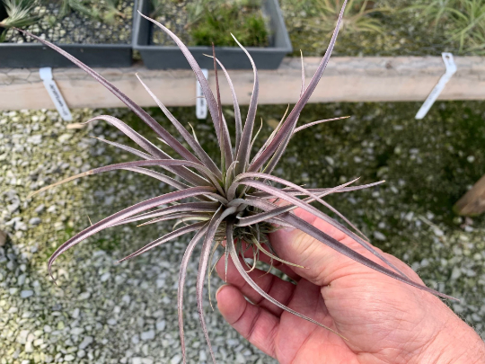 Tillandsia Extensa- Medium Plants