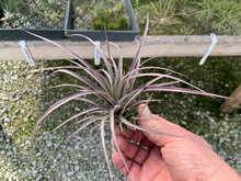 Load image into Gallery viewer, Tillandsia Extensa- Medium Plants