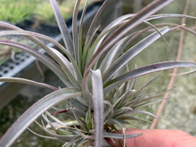 Load image into Gallery viewer, Tillandsia Extensa- Medium Plants