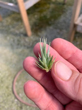 Load image into Gallery viewer, Tillandsia Loliacea