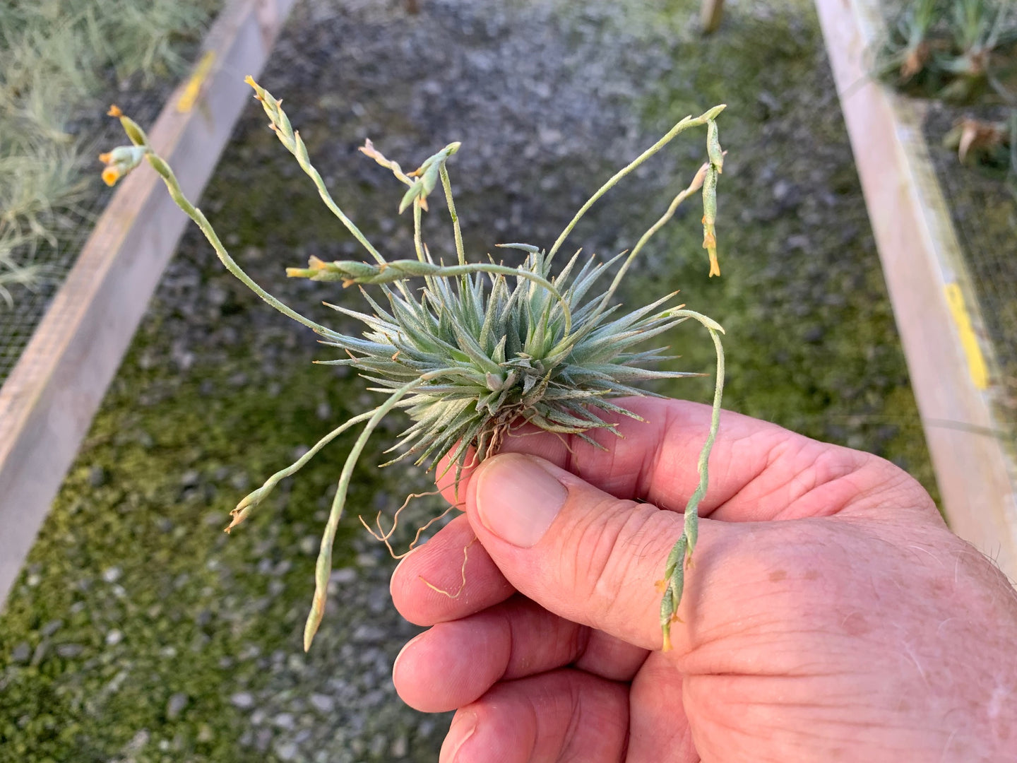 Tillandsia Loliacea-Specimen Clumps