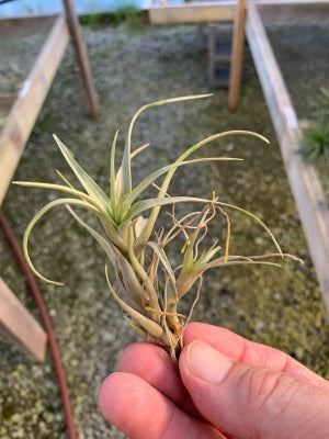 Tillandsia Nana