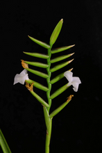 Load image into Gallery viewer, Tillandsia Narthecioides-Single plants