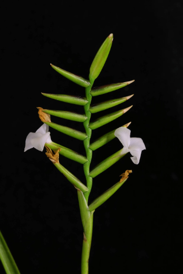 Tillandsia Narthecioides-Single plants