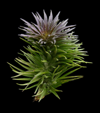 Load image into Gallery viewer, Tillandsia tenuifolia Purple Fan
