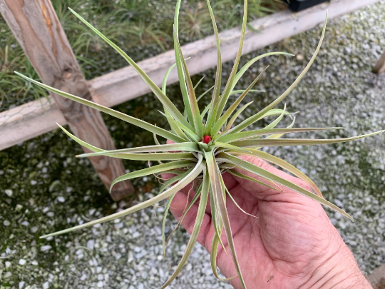 Tillandsia velutina-Large Plants